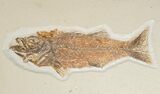 Large Fossil Fish Plate (Three Species) - Wall Mounted #18057-5